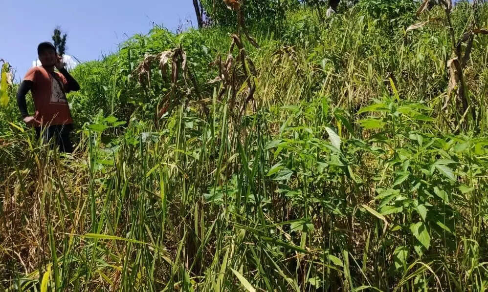 Mizoram Farmers Suffer Major Crop Losses from Rodent Infestation